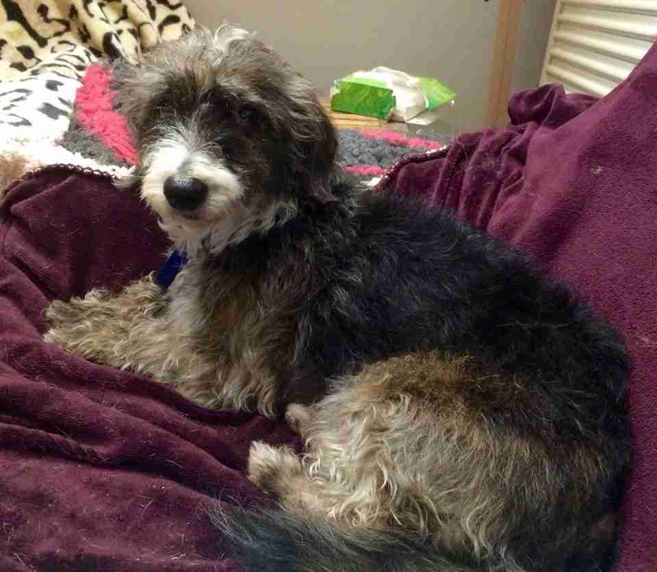 Pugsley 9 year old male Bedlington Terrier cross Poodle dog for adoption