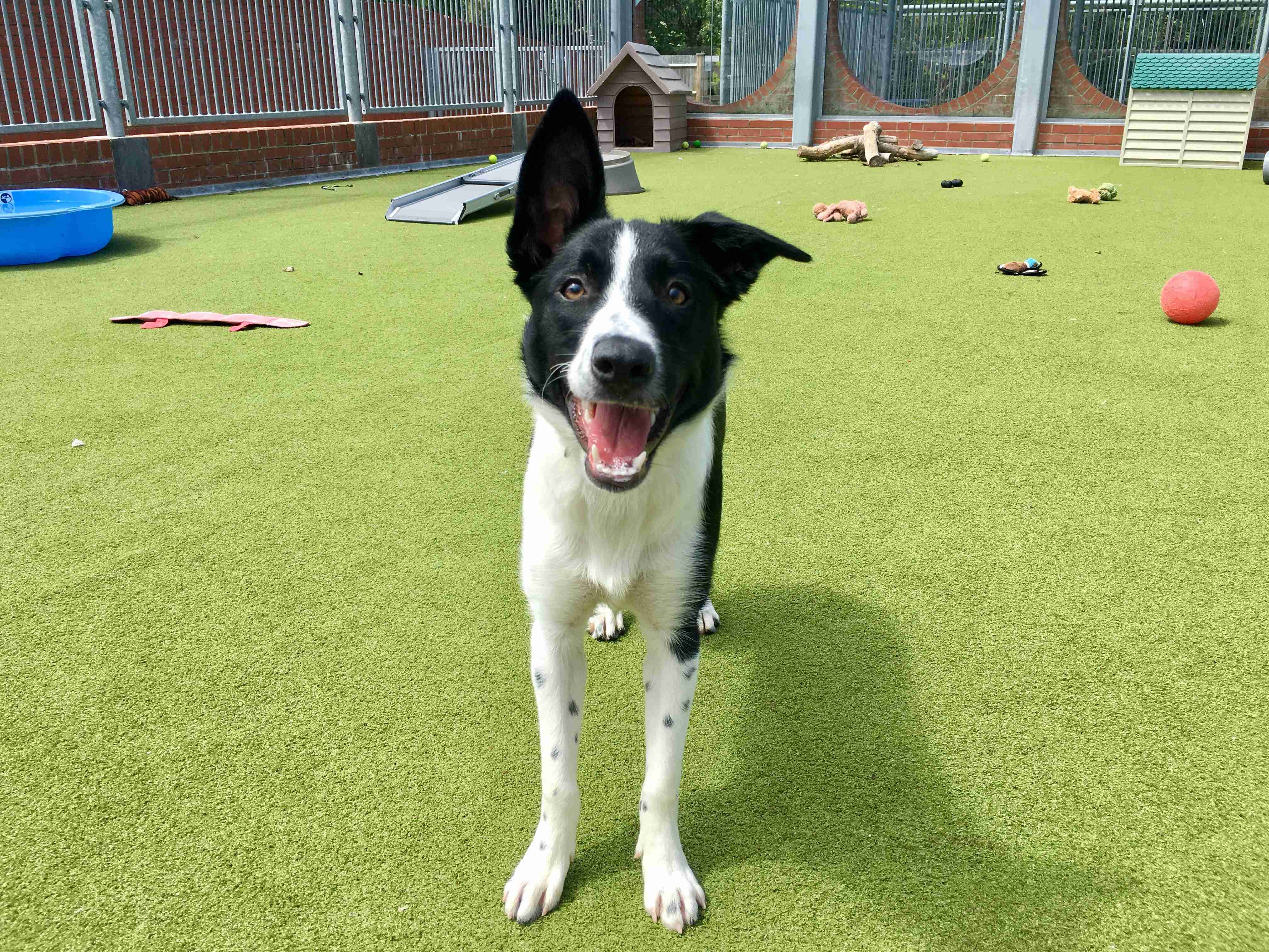 Posts by Raystede Centre for Animal Welfare East Sussex Dogs for