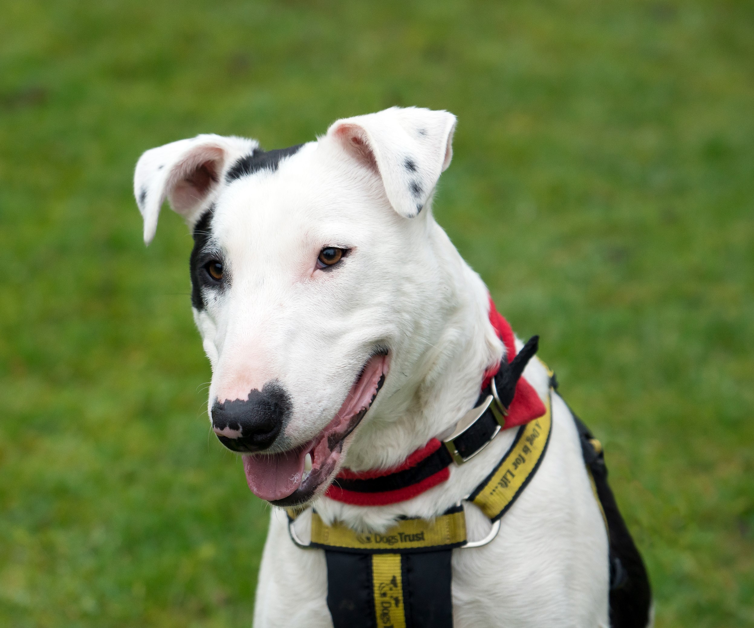 merseyside-dogs-trust-liverpool-echo