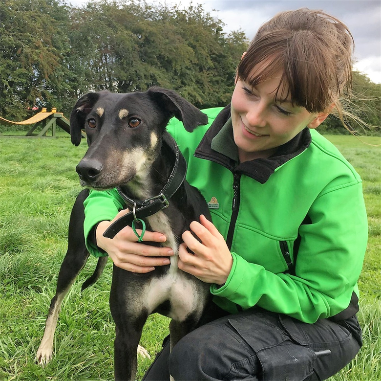 Posts by Jerry Green Dog Rescue Nottinghamshire Dogs for Adoption