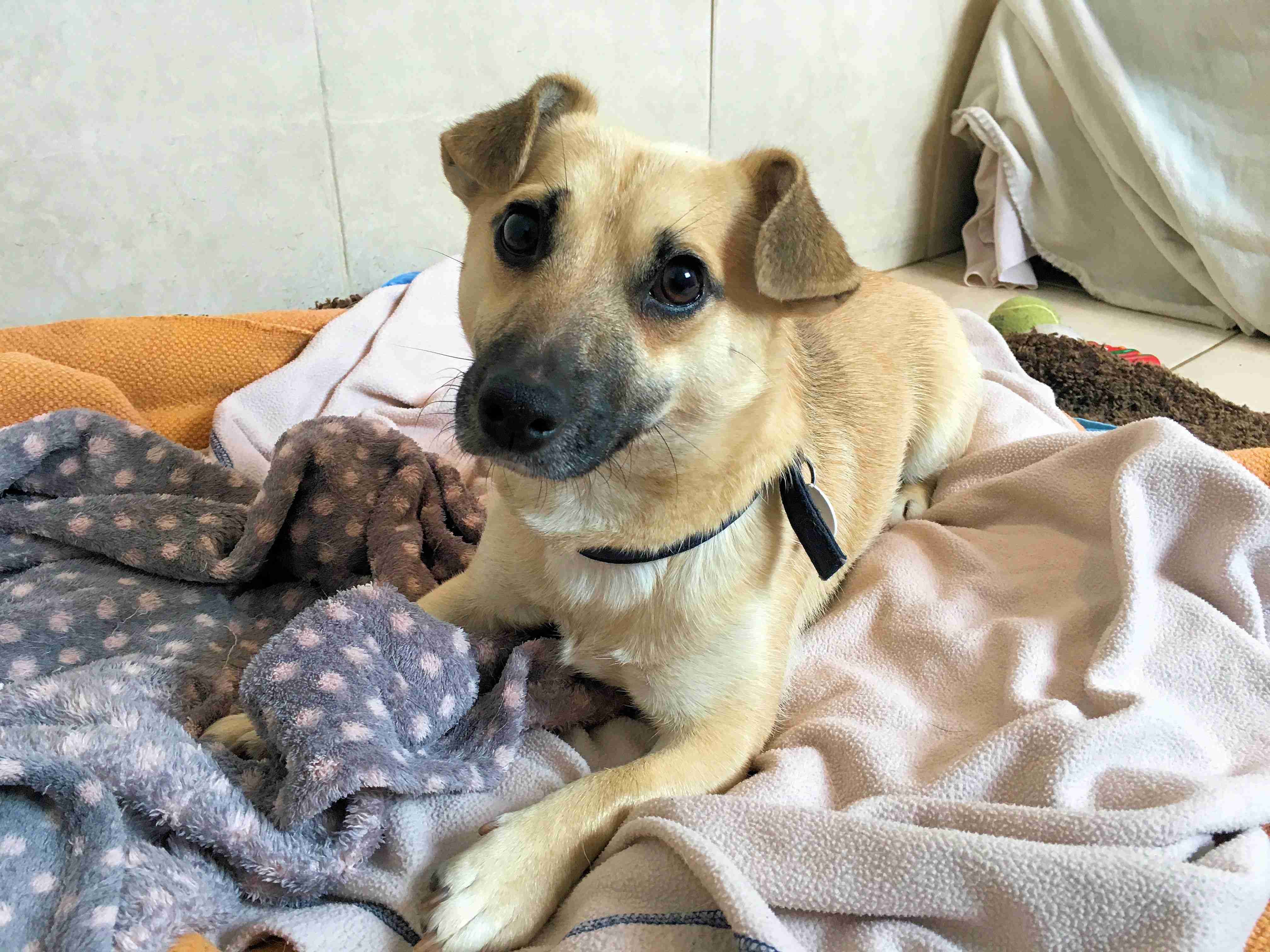 Posts by Mayhew Animal Home Dogs for Adoption & Rescue