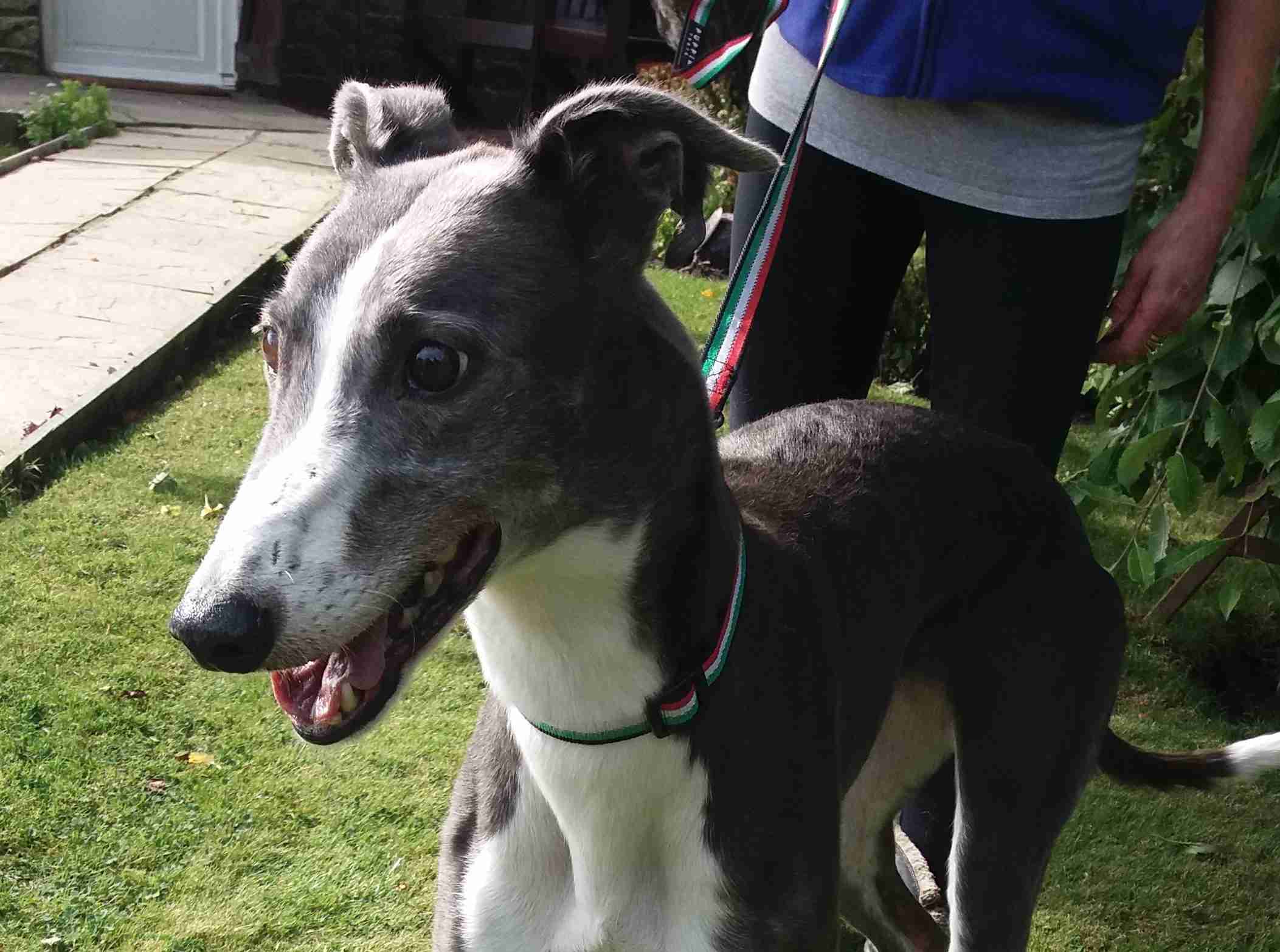 Diver 6 year old female Greyhound dog for adoption