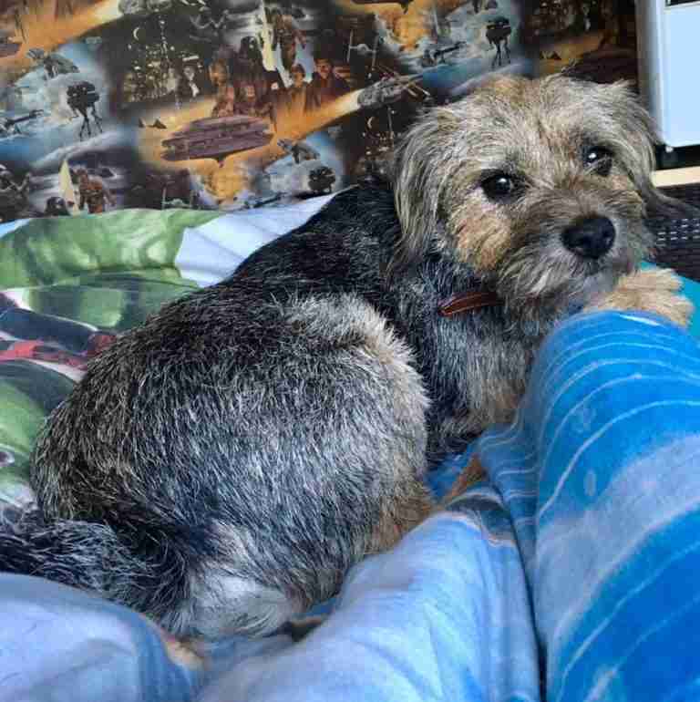 Posts by All Animals Rescue and Rehome Essex Dogs for Adoption