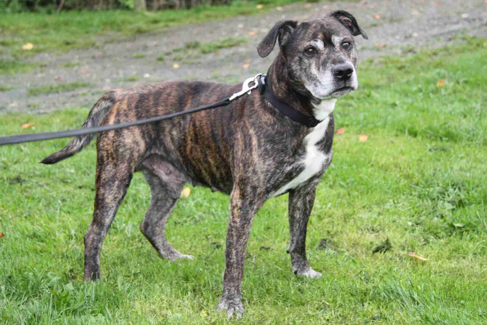 Posts by RSPCA Chesterfield & North Derbyshire Branch Dogs for