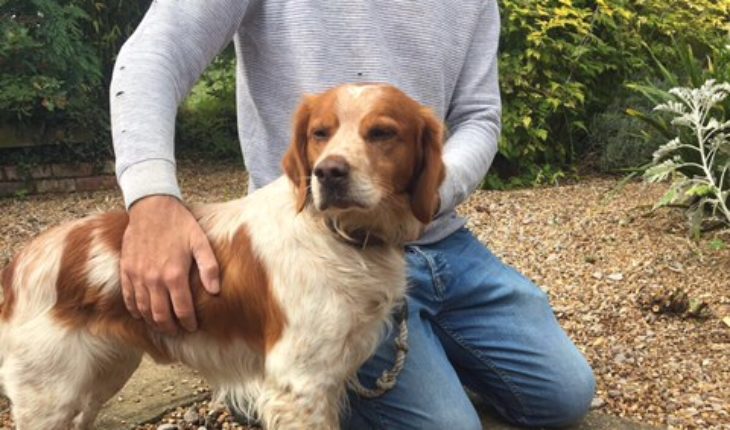 Henri 3 Year Old Male Brittany Spaniel Dog For Adoption Henri Is A 3 Year Old Male Brittany Spaniel Little Shy But Very Kind And Gentle Really Loving Lad