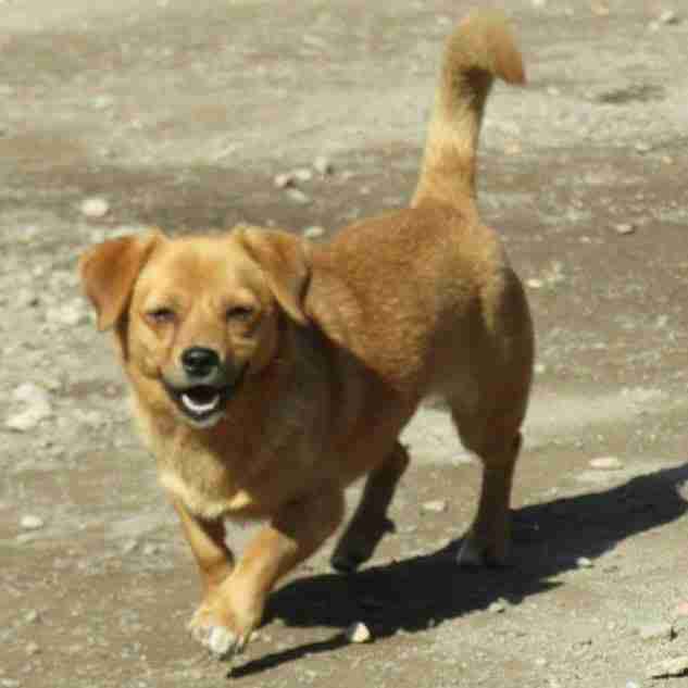 Posts by Enfield Dog Rescue Dogs for Adoption & Rescue Page 3