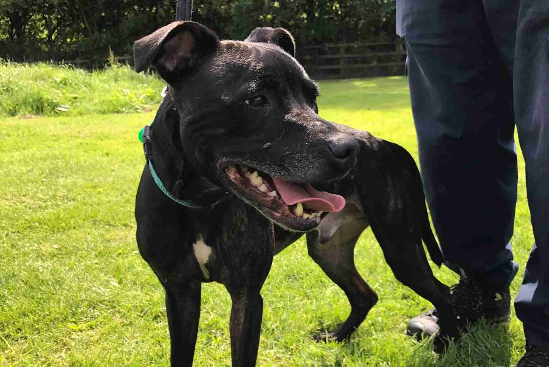 Posts by RSPCA Chesterfield & North Derbyshire Branch Dogs for