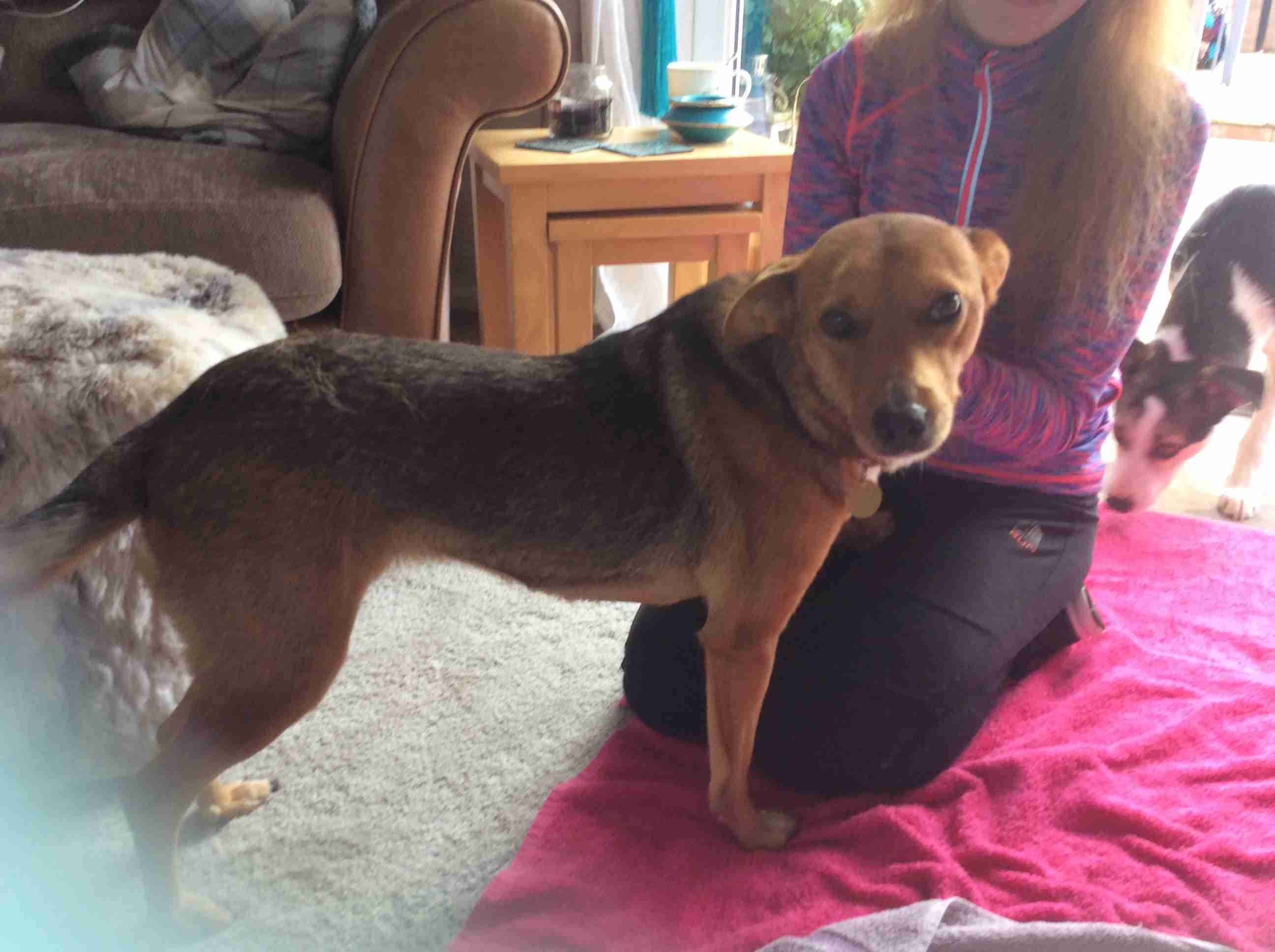 Posts by Leash of Life Wiltshire Dogs for Adoption & Rescue