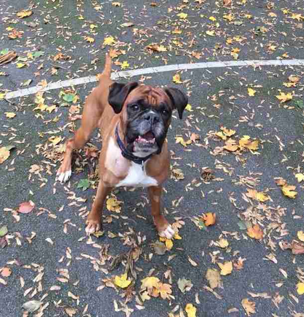 Posts by Joey's Legacy Boxer Rescue Liverpool Dogs for Adoption
