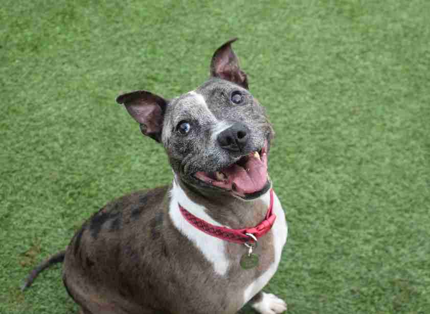 Bella 8 year old female Staffordshire Bull Terrier cross