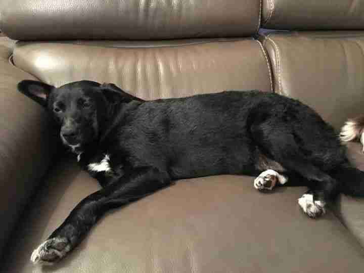 Posts by Yappy Ever After Dog Rescue Derby Dogs for Adoption & Rescue