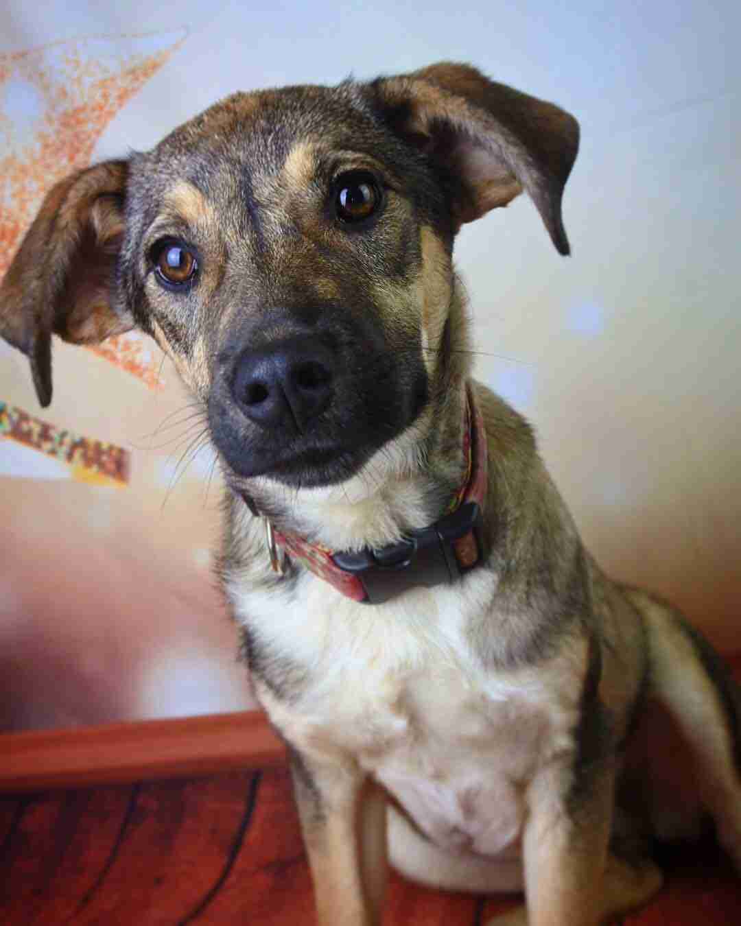 Posts by Pupcakes Rescue Lincolnshire Dogs for Adoption & Rescue