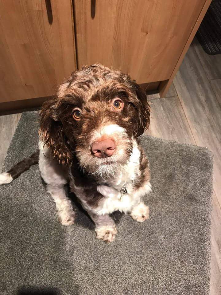 cocker spaniel rescue indiana