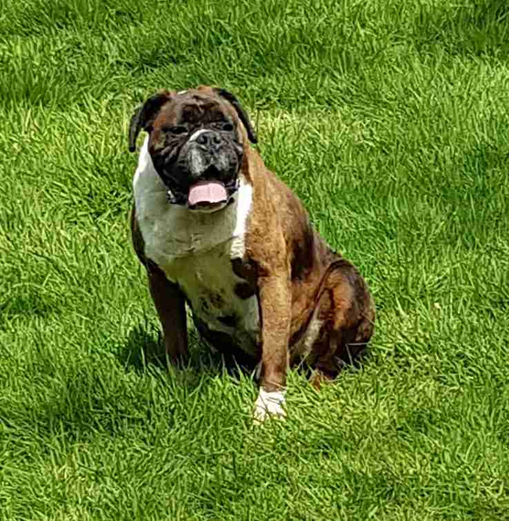 Tyson 7 year old male Boxer dog for adoption