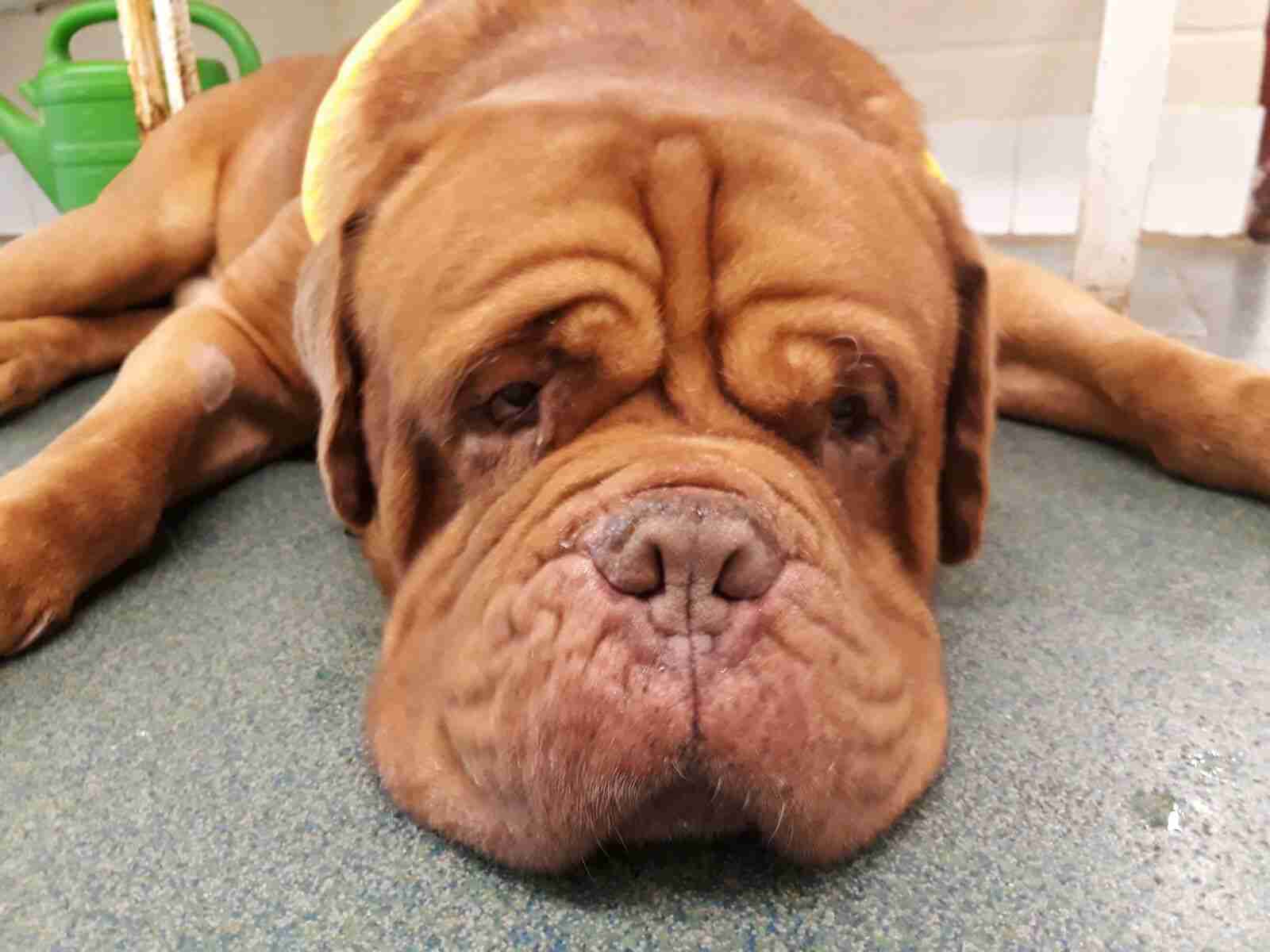 Humphrey Bogart 5 year old male Dogue De Bordeaux dog