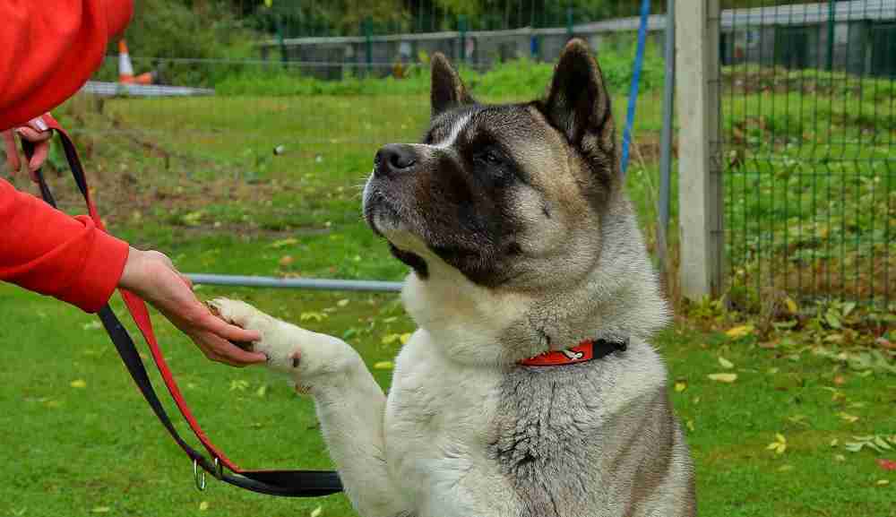 Posts by Friends of Akitas Trust UK Dogs for Adoption & Rescue