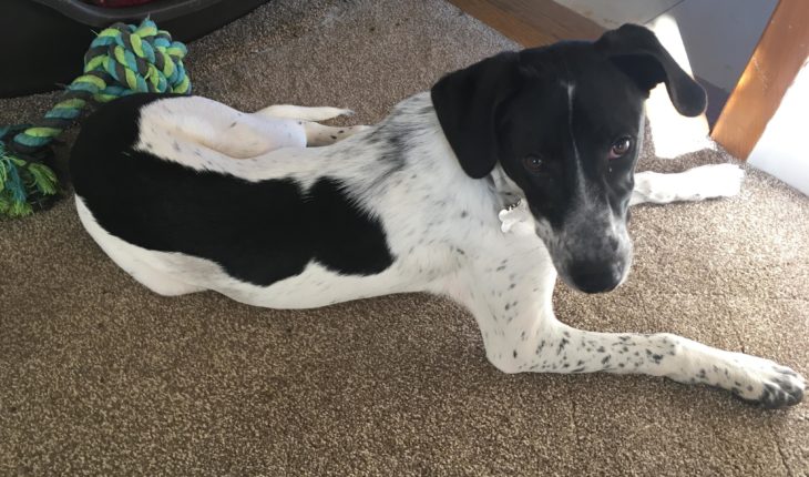 Archie is a 15 month old male Pointer Cross. Archie is a rescue who flew from Cyprus to the UK and is currently in a home in Southampton.
