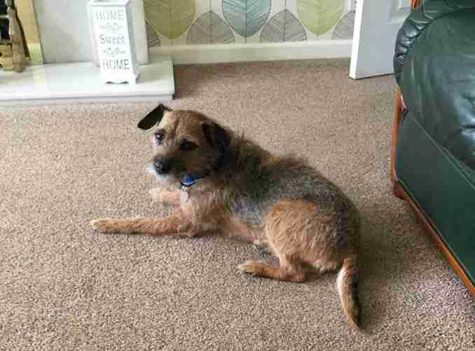Jaxon 3 year old male Border Terrier cross Jack Russell Terrier dog
