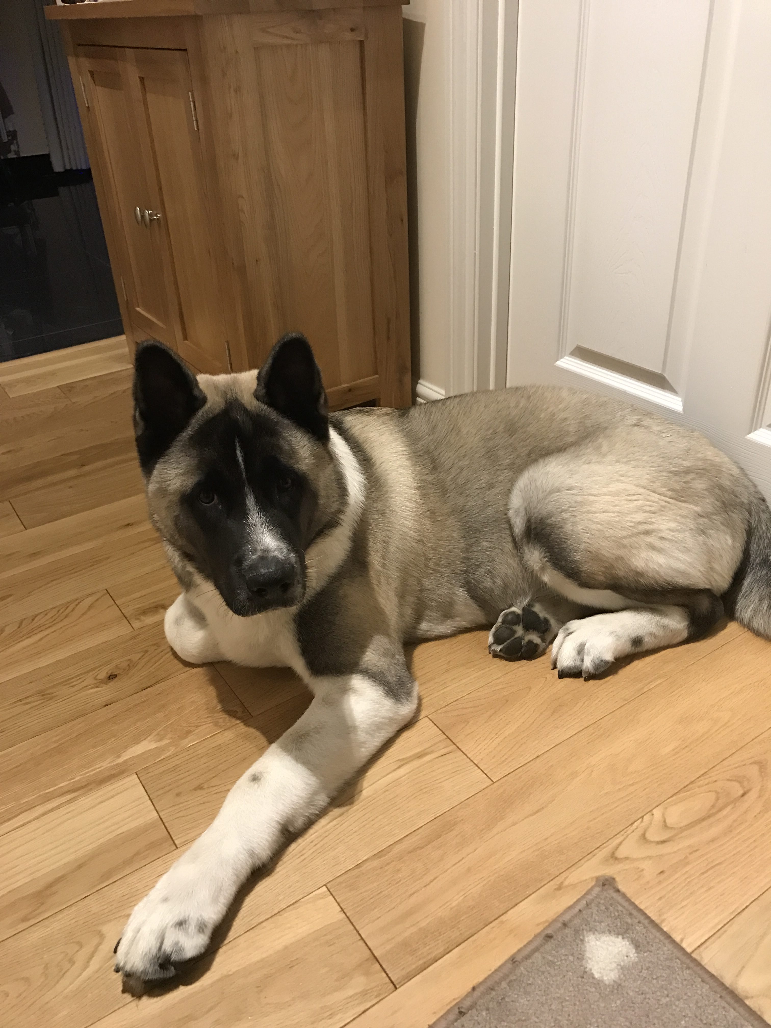 Jynx – 1 year old male Akita dog for adoption