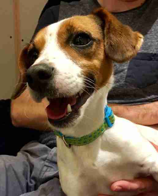Posts by All Animals Rescue and Rehome Essex Dogs for Adoption & Rescue Page 5 Posts by All Animals Rescue and Rehome Essex Dogs for Adoption & Rescue Page 5