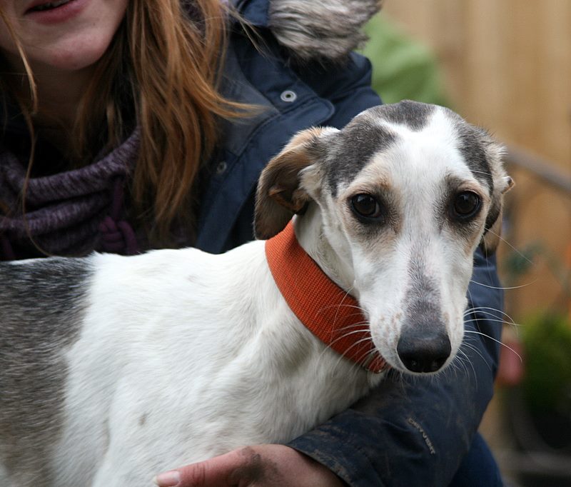 Belle – 18 Month Old Female Saluki Cross Lurcher Dog For Adoption