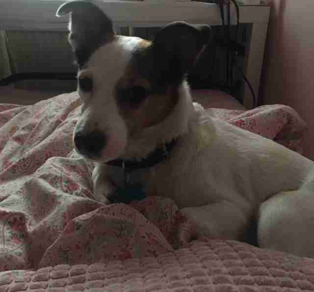 Posts by All Animal Rescue Southampton Dogs for Adoption & Rescue