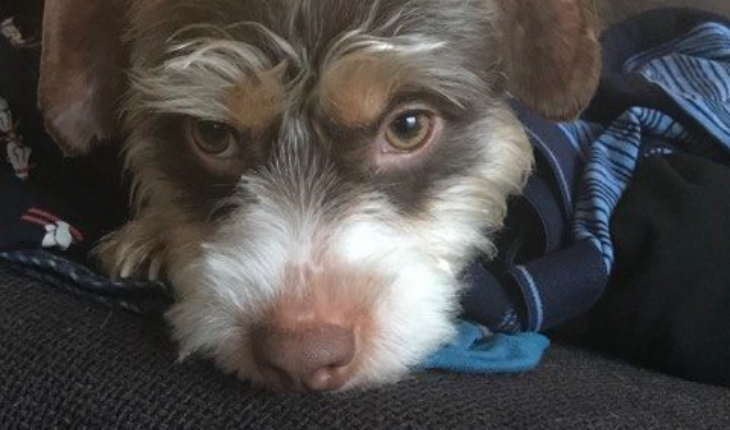 Dog For Sale Rescue Bellingham Wa Dog For Sale Rescue Bellingham Wa