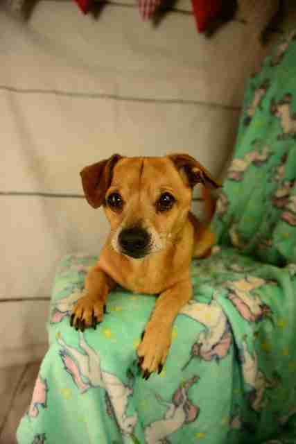 Bruno – 1-2 year old male Chihuahua cross Dachshund dog for adoption