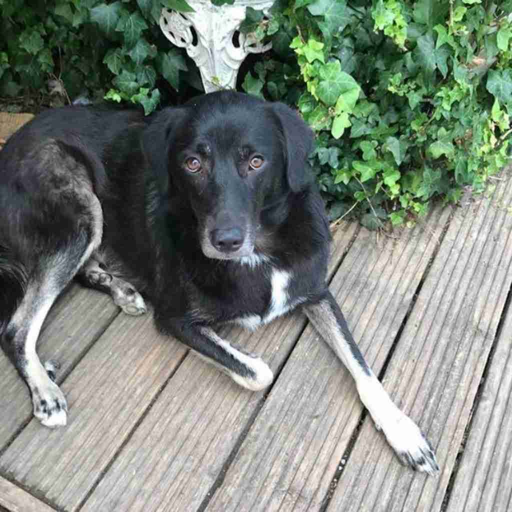 Posts by Leash of Life Wiltshire Dogs for Adoption & Rescue