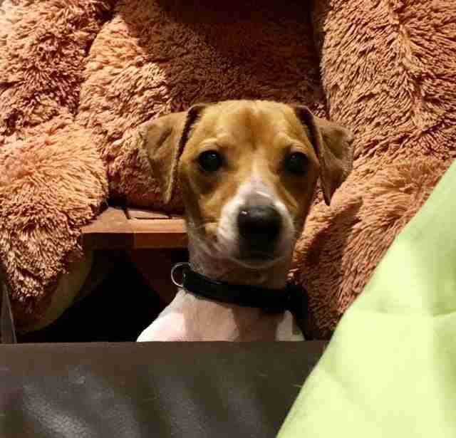 Posts by All Animals Rescue and Rehome Essex Dogs for Adoption