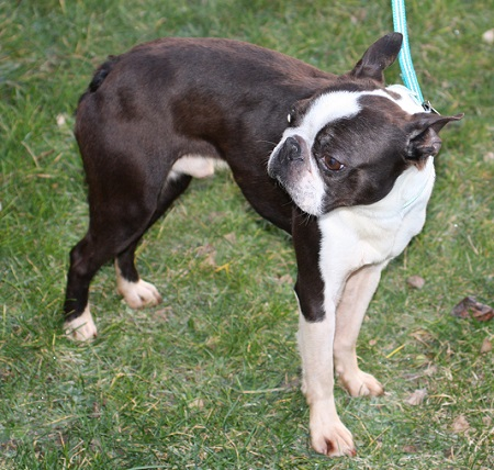 Dennis – 3 year old male Boston Terrier dog for adoption