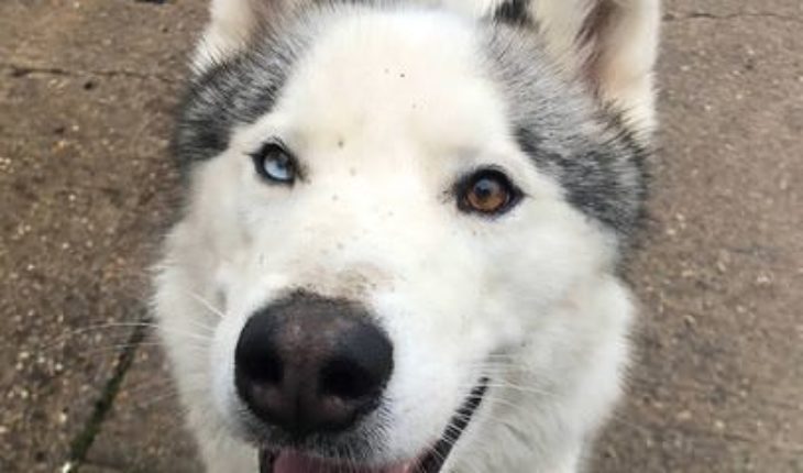 Apollo – 2 Year Old Male Husky Cross Alaskan Malamute Dog For Adoption