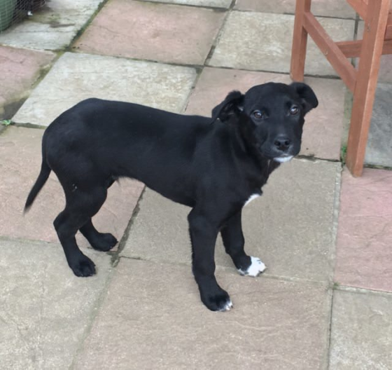 Posts by Pupsneedinghomes East Sussex Dogs for Adoption & Rescue