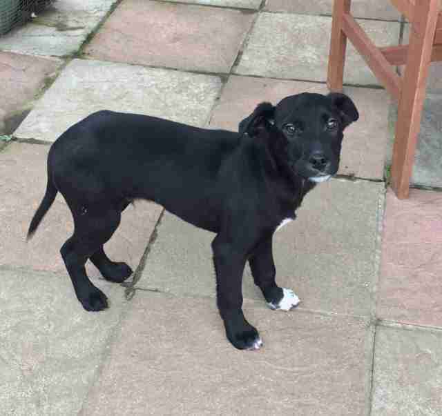 Posts by Pupsneedinghomes East Sussex Dogs for Adoption & Rescue Page 2