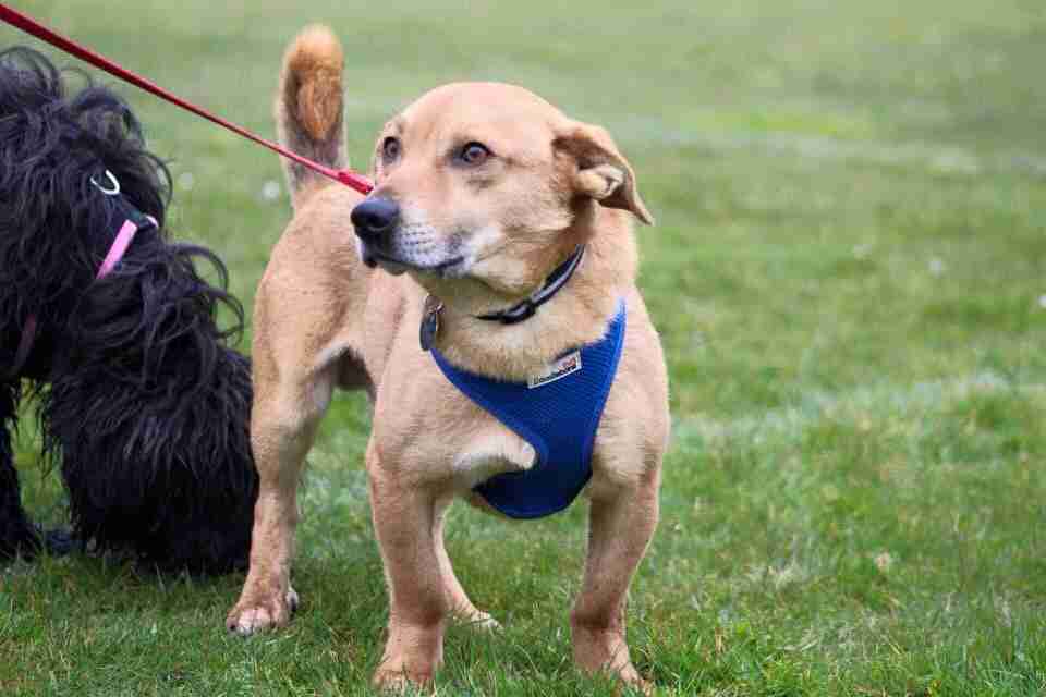 Posts by Leash of Life Wiltshire Dogs for Adoption
