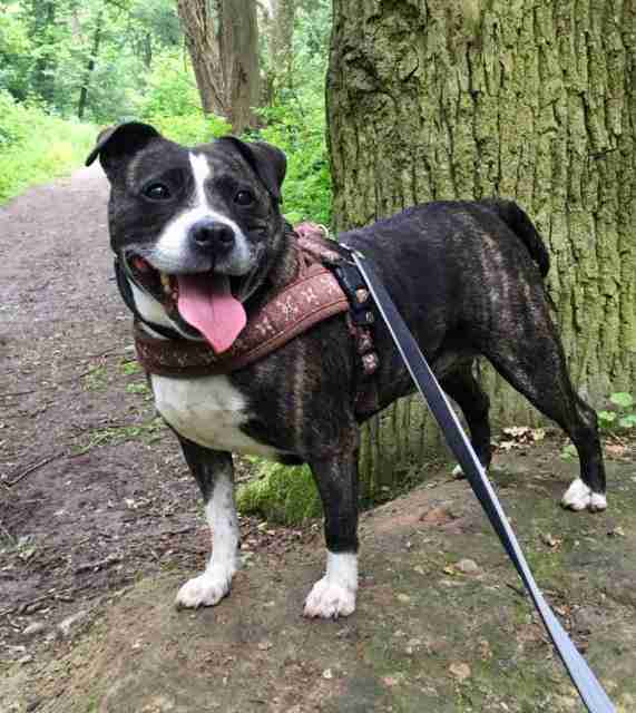 Posts by All Animals Rescue and Rehome Essex Dogs for Adoption