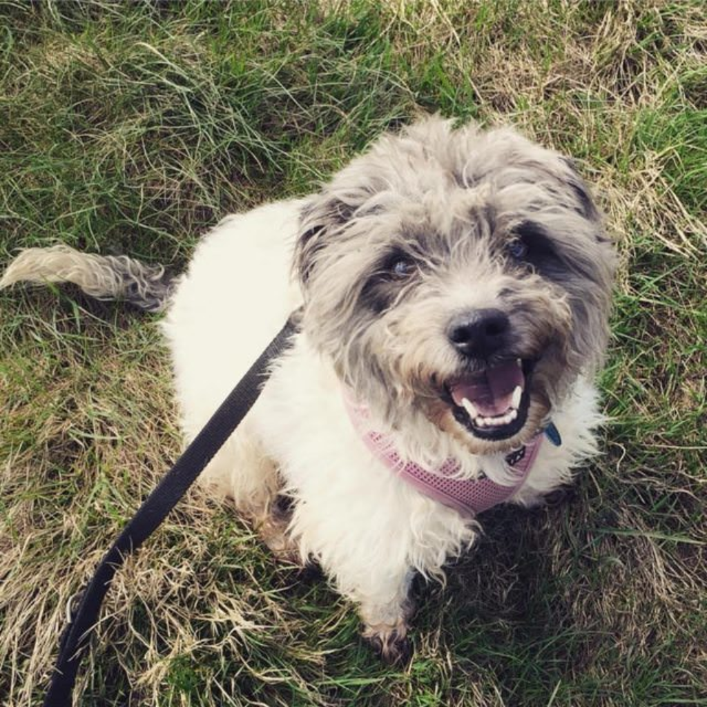 Terrier Dogs for Adoption and Rescue