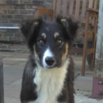 Luna – 15 week old female Border Collie