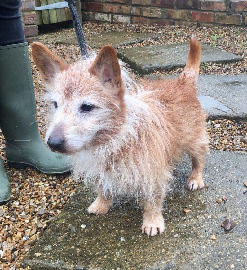 Posts by All Animals Rescue and Rehome Essex Dogs for Adoption