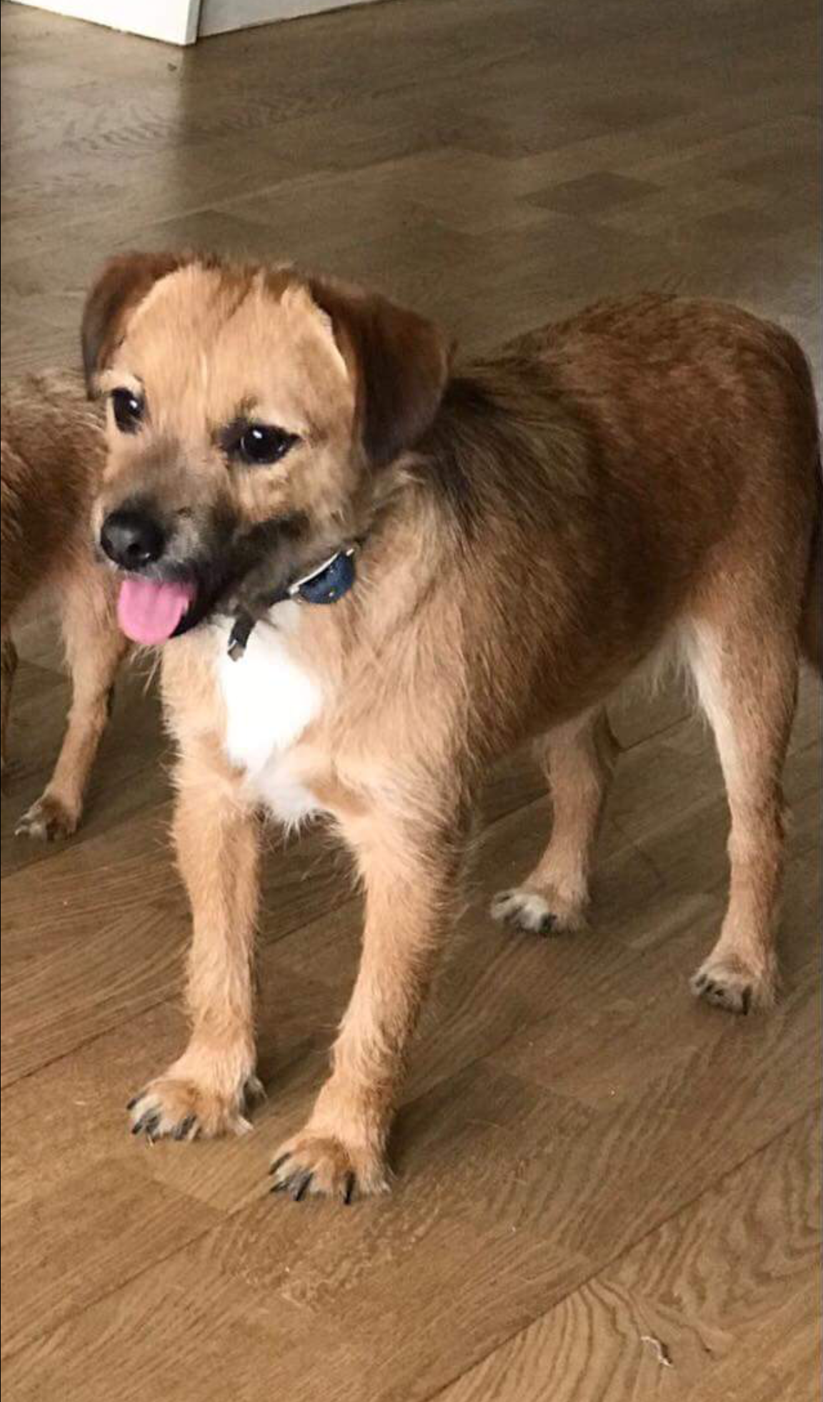 Posts by Rovers Dog Rescue Brentwood Essex Dogs for Adoption & Rescue