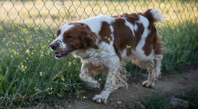 Papi – 3 Year Old Male Brittany Spaniel Dog For Adoption