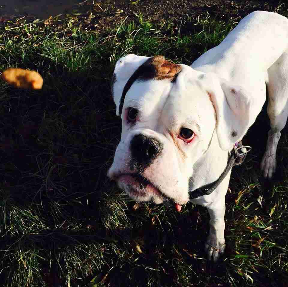 Posts by Joey's Legacy Boxer Rescue Liverpool Dogs for Adoption