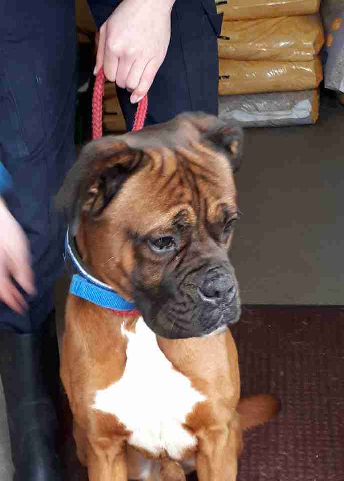 Posts by Joey's Legacy Boxer Rescue Liverpool Dogs for Adoption