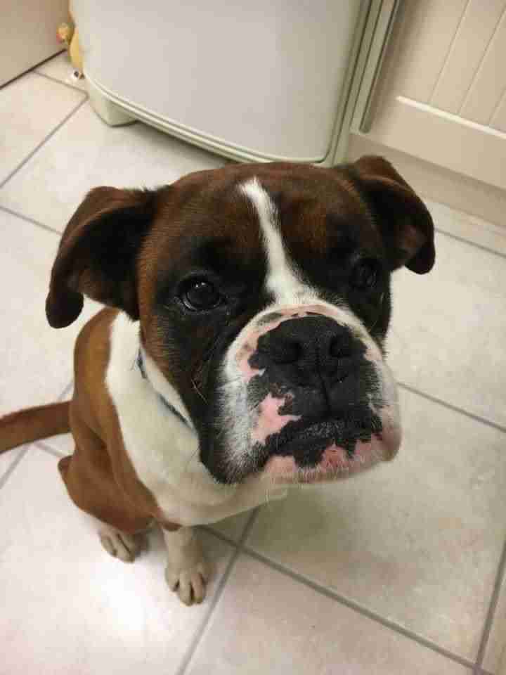 Posts by Joey's Legacy Boxer Rescue Liverpool Dogs for Adoption