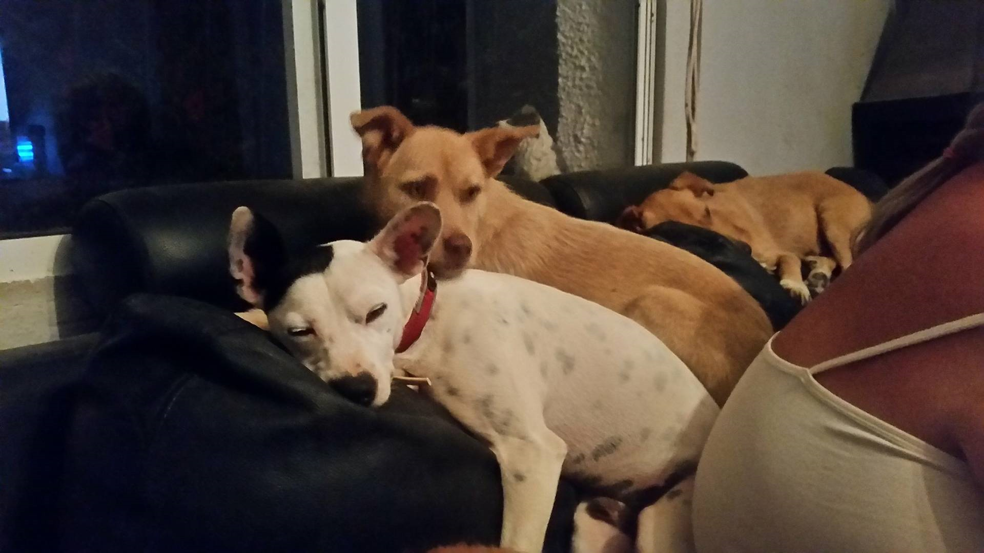 Posts by Starfish Dog Rescue Gloucestershire Dogs for Adoption