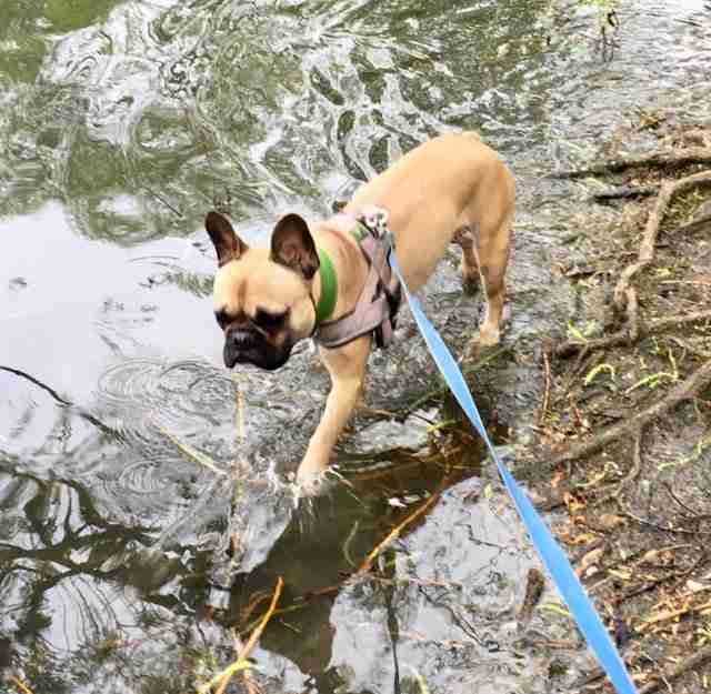 Posts by All Animals Rescue and Rehome Essex Dogs for Adoption & Rescue Page 9 Posts by All Animals Rescue and Rehome Essex Dogs for Adoption & Rescue Page 9