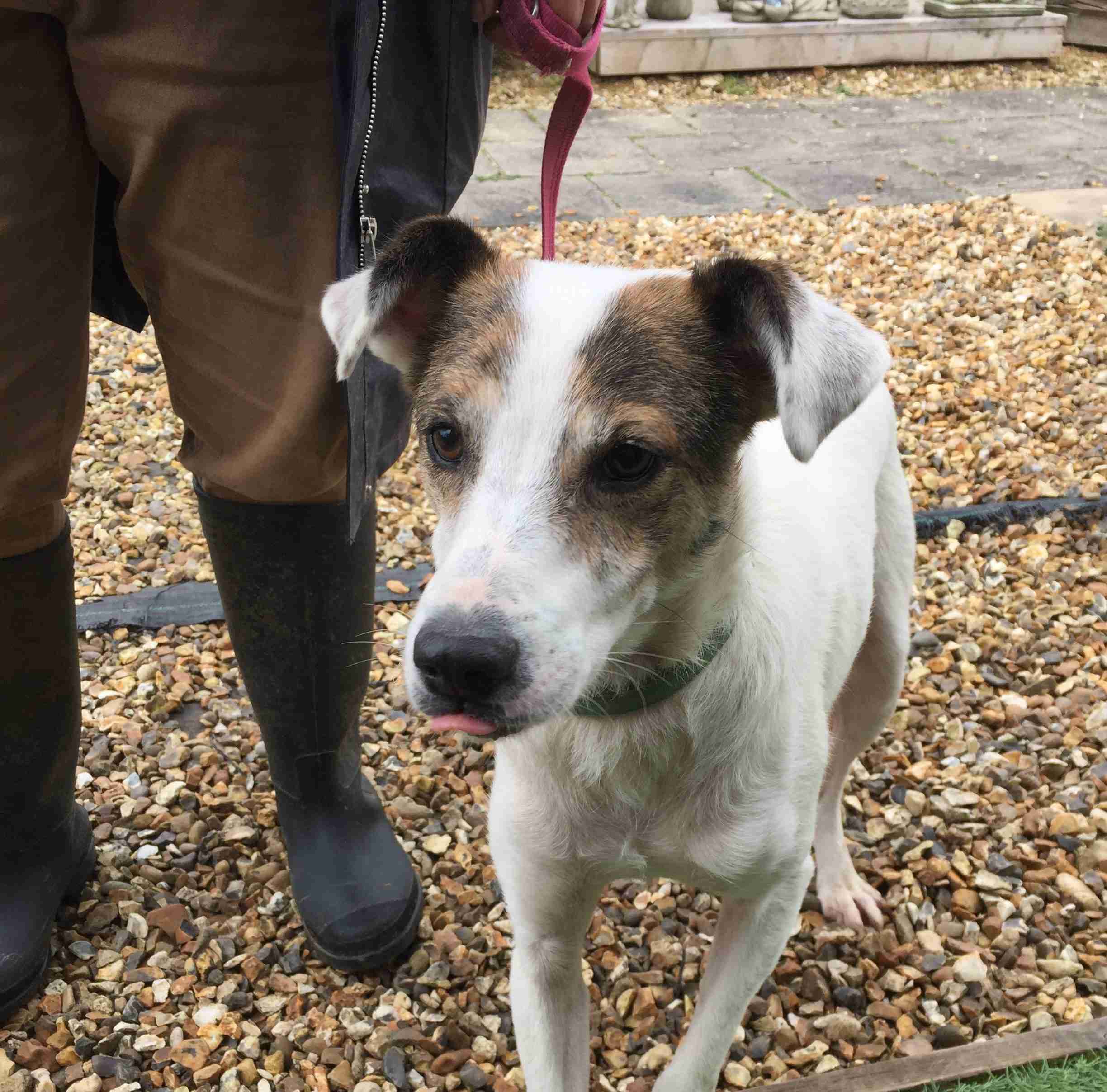 Posts by Leash of Life Wiltshire Dogs for Adoption & Rescue