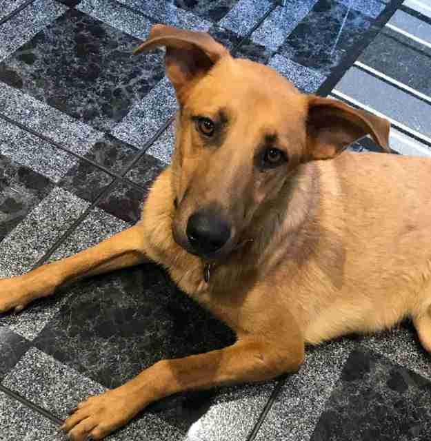 Posts by DOG Rescue Cyprus Dogs for Adoption & Rescue