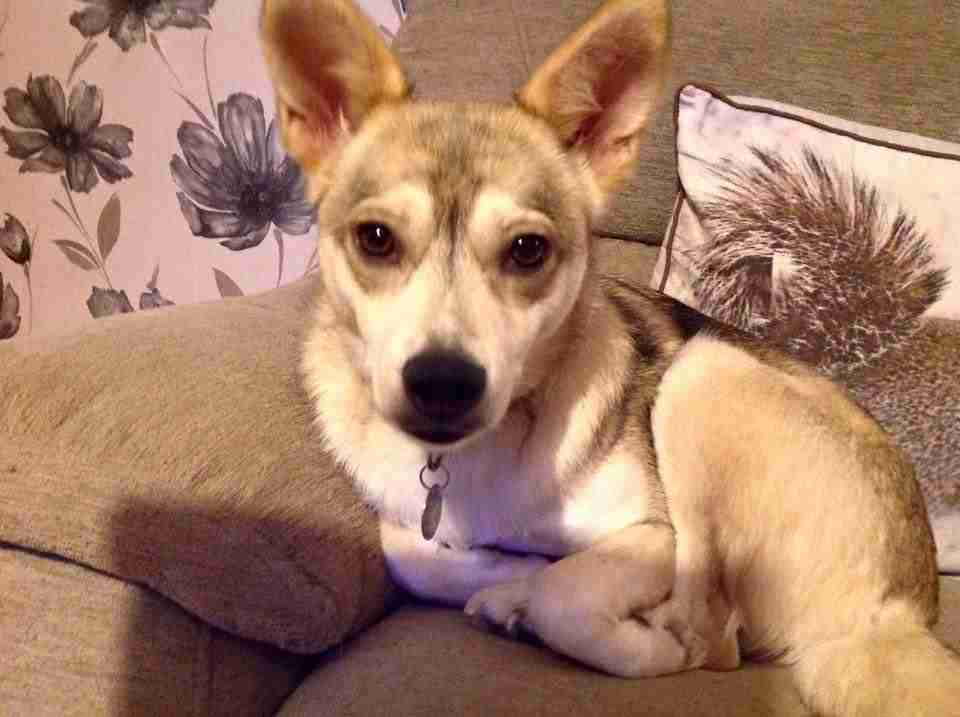 Posts by Leash of Life Wiltshire Dogs for Adoption & Rescue