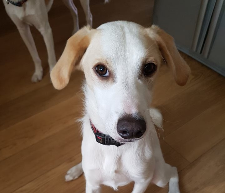 Posts by DOG Rescue Cyprus Dogs for Adoption & Rescue